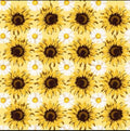 Springs Creative Sunflower Sunshine- Packed with Daisies